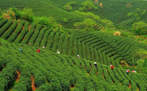 第十七屆中國茶業經濟年會圓滿落幕浉河區喜獲多項榮譽