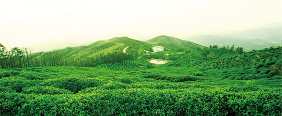 九華山茶業加盟