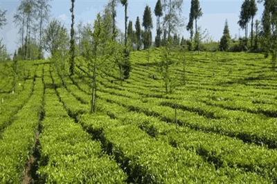 君漢生態(tài)茶業(yè)