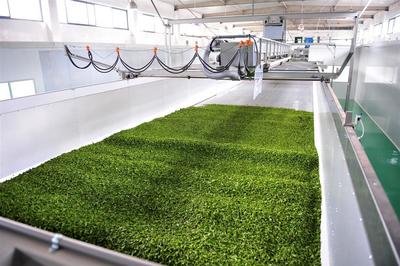 蕭氏茶業(yè)榮登中國(guó)農(nóng)企500強(qiáng)榜單，彰顯茶業(yè)發(fā)展新高度