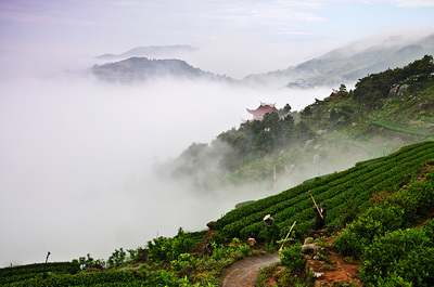 浙江龍額火山茶業 火山沃土孕育的茶香傳奇