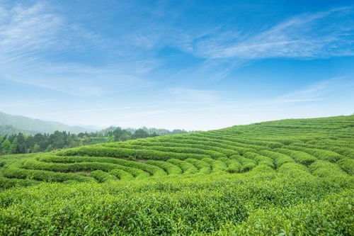 八馬茶業(yè)以茶助農(nóng) 助力貴州茶產(chǎn)業(yè)發(fā)展